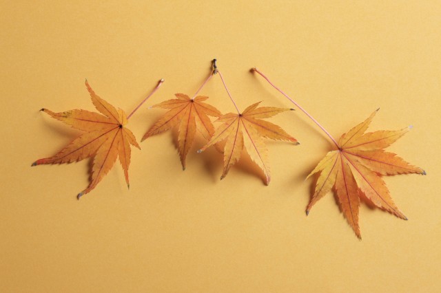 紅葉